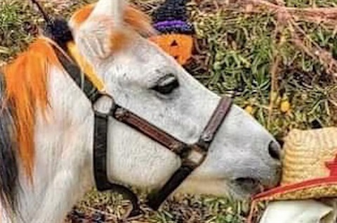 Pony with Halloween colored mane