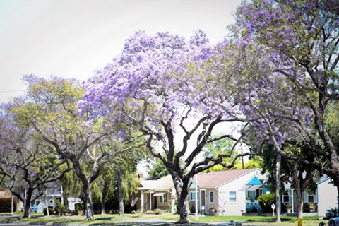 Fair housing program in Lakewood neighborhoods