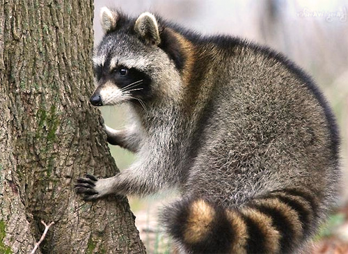 Raccoons in tree